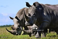South African rhino farm, world’s largest, bought by NGO