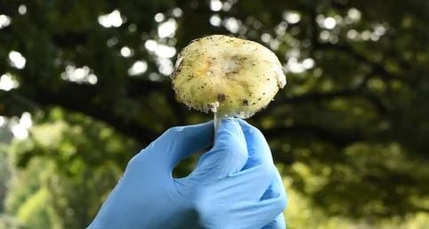 Lethal mushroom survivor leaves hospital