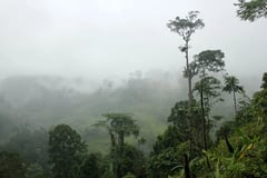 Climate change, deforestation imperil medicinal trees and plants