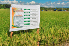 16th National Rice Technology Forum focuses on ramping up local rice production