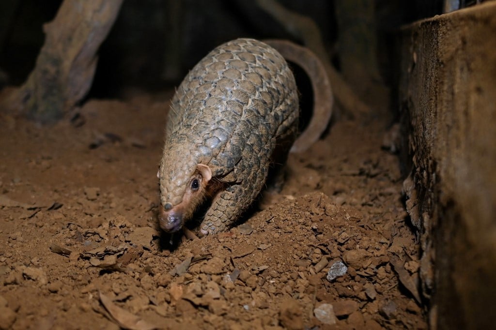 Scientists uncover a scaly surprise with new pangolin species