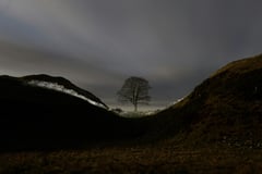 One of Britain’s most famous trees ‘deliberately felled’