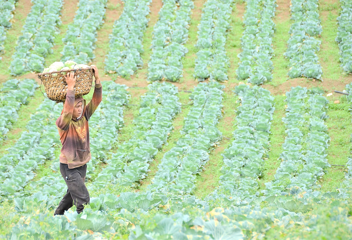 Governments and research organizations have implemented many upland development projects to put a stop to upland degradation and to alleviate the plight of upland farmers.