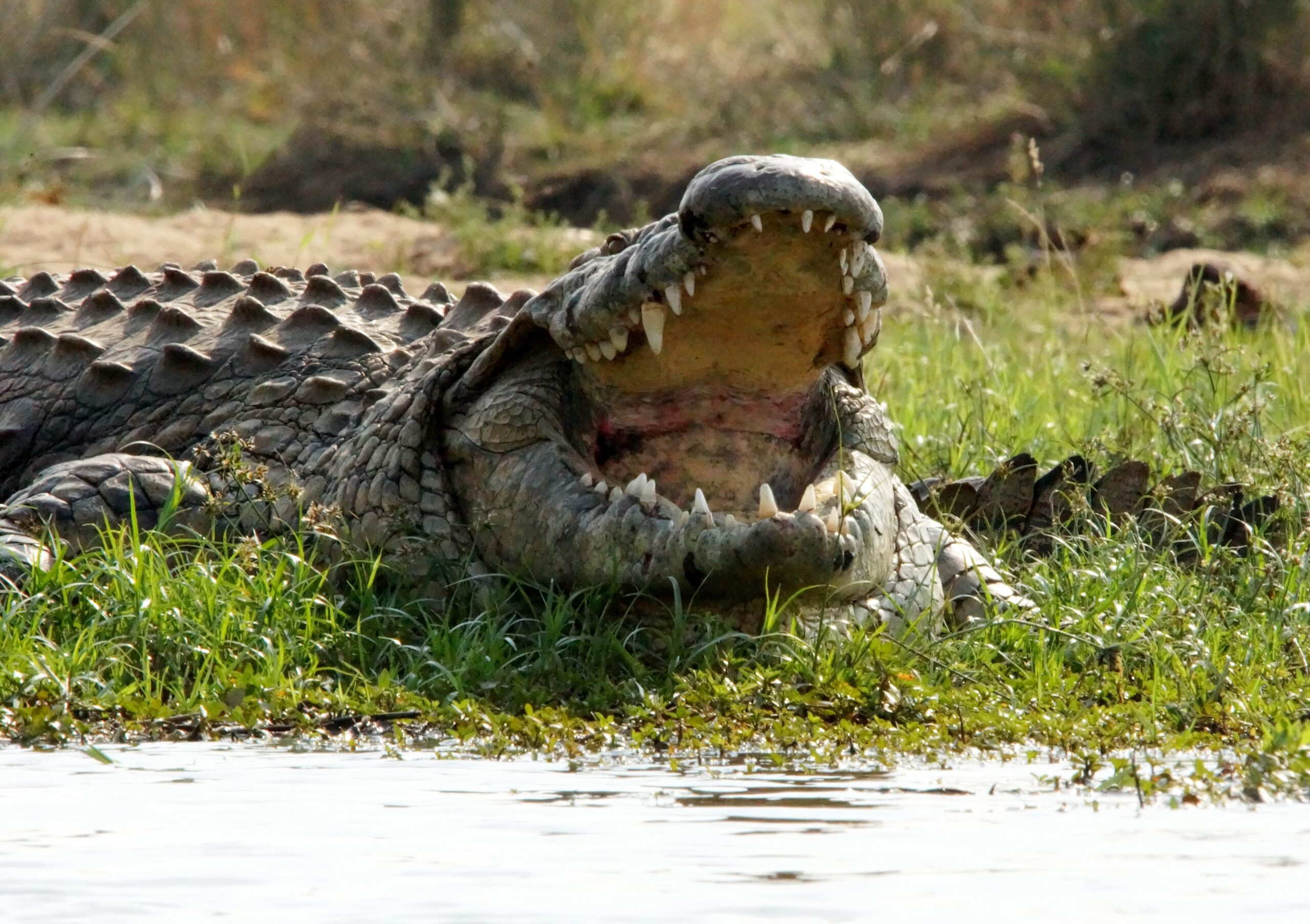 Alligator killed after Florida woman’s body found in jaws