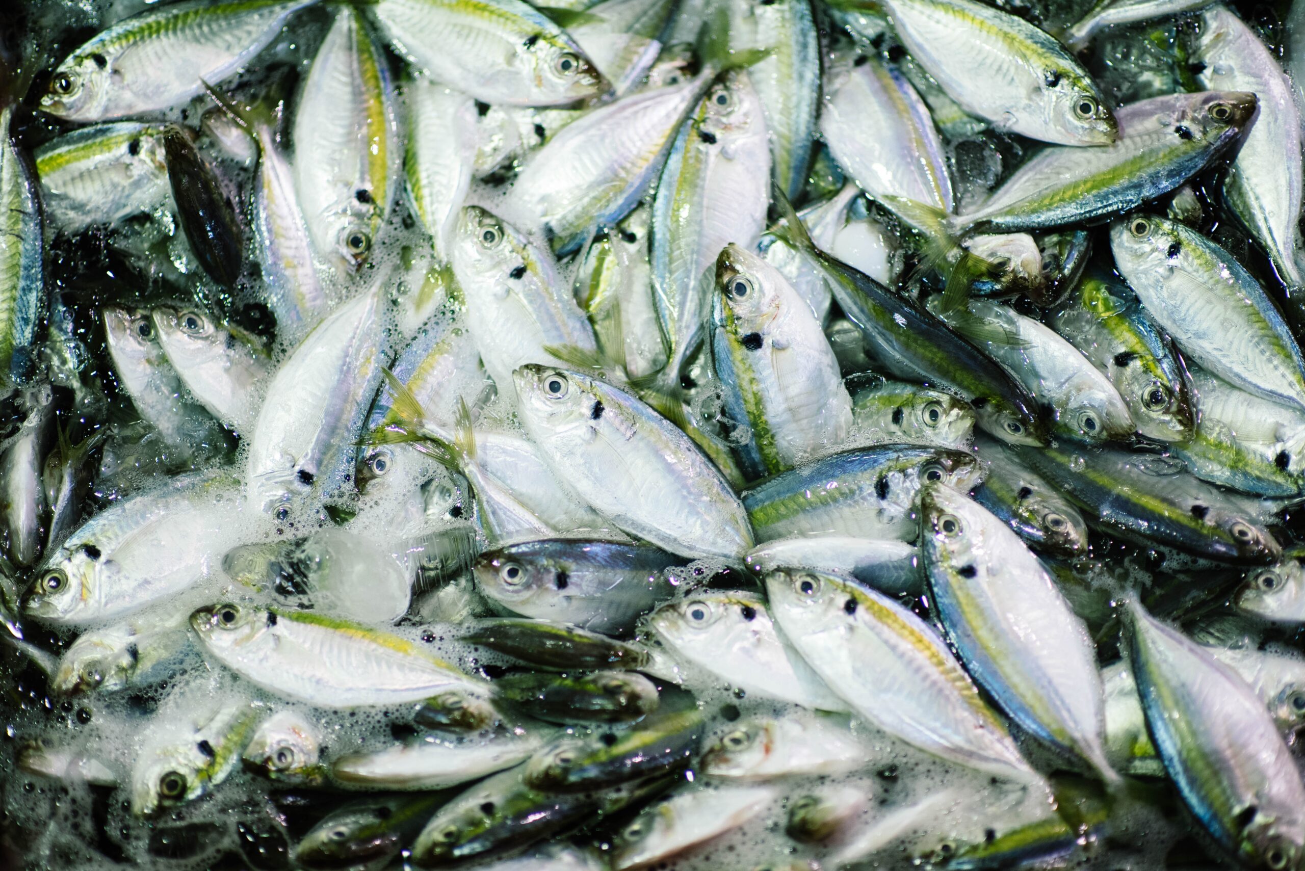 ‘Huge’ overfishing problem shows need to ratify ocean treaty: Greenpeace