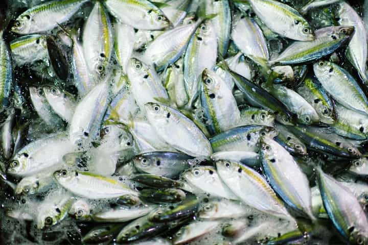 ‘Huge’ overfishing problem shows need to ratify ocean treaty: Greenpeace