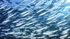 Sulu bans commercial fishing boats