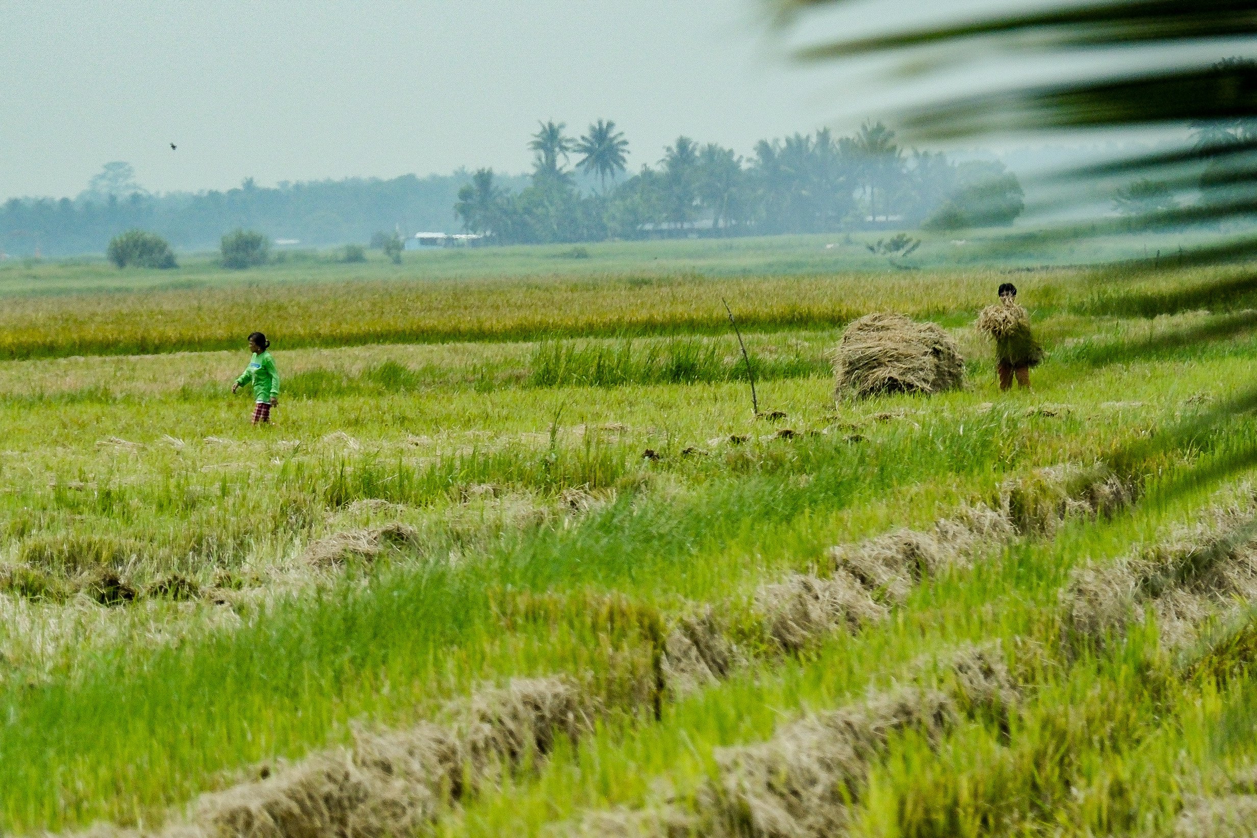 Uncapping  rice prices tabled