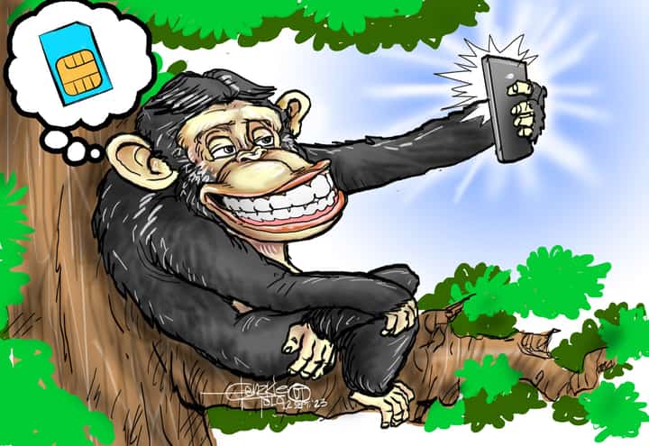 No monkeying around