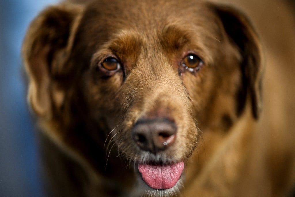 Bobi, known as the oldest dog in the world, dies aged 31