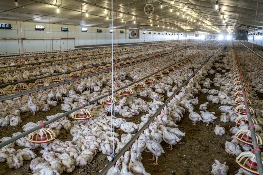 Can factory chicken really help save the climate?
