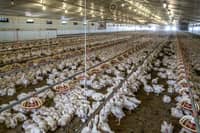 Can factory chicken really help save the climate?
