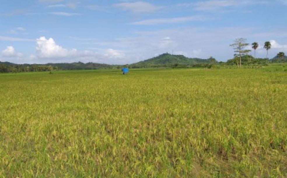 Mandaue hydroponics farming gets boost