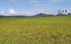 Mandaue hydroponics farming gets boost