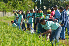 PhilRice holds 21st Ceremonial Rice Harvest in Luneta