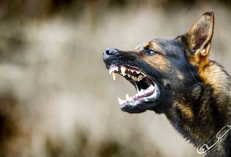 DOH: Rabies cases up by 63%
