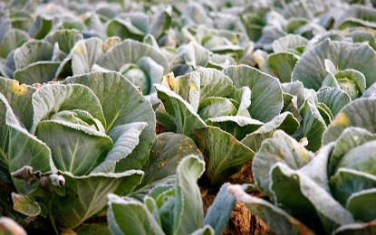 DA introduces frozen, semi-cooked veggies vs oversupply spoilage