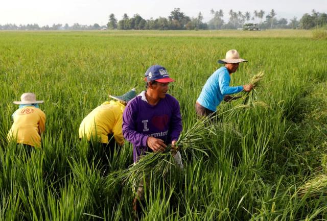 Bayer: Direct seeding hikes rice output