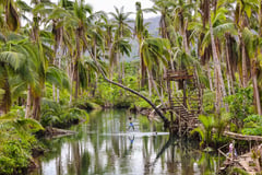 DA eyes massive replanting, modernization to boost coconut industry