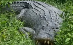 Crocodile attack injures man on raft in Palawan