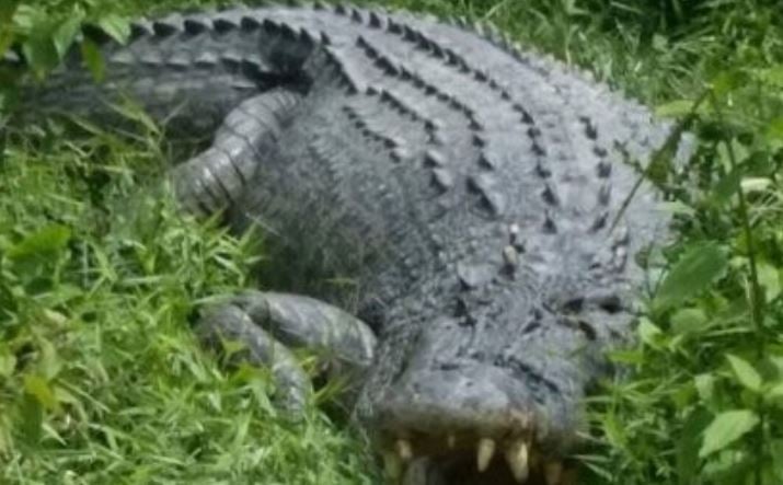 Crocodile attack injures man on raft in Palawan