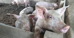 Villar: Reduce dependence on imported hog products