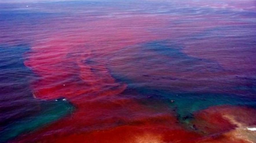 Red tide invades Madridejos town