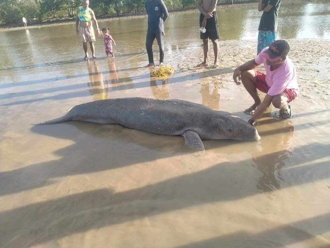 Dugong stranded on Palawan beach rescued