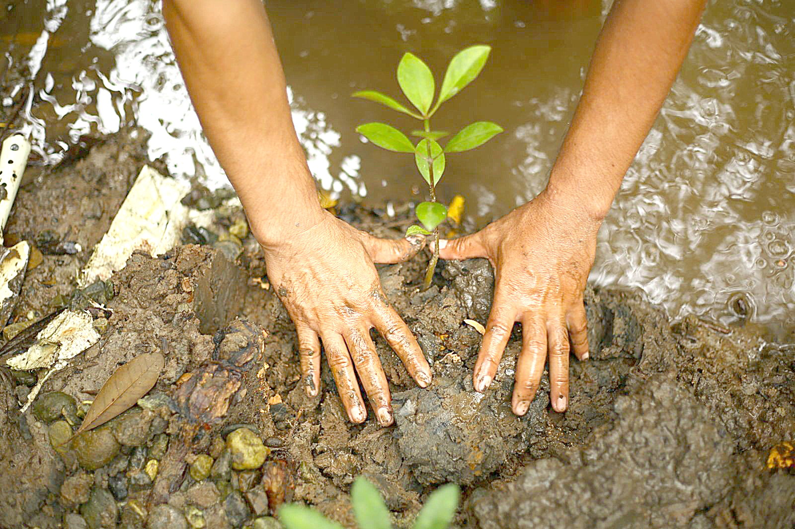 DENR, UPLB to jointly develop forestry, environmental programs