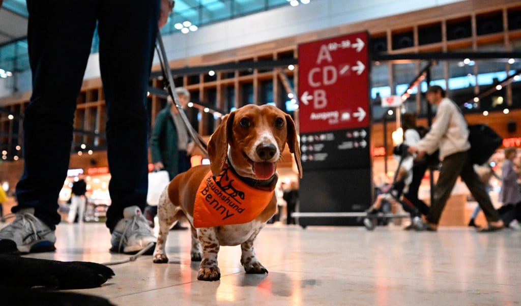 'Good boy!' Dogs do understand us, says new study