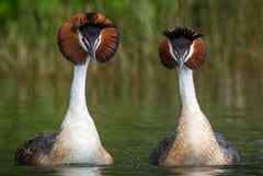 ‘Weird puking bird’ tops New Zealand’s avian beauty contest