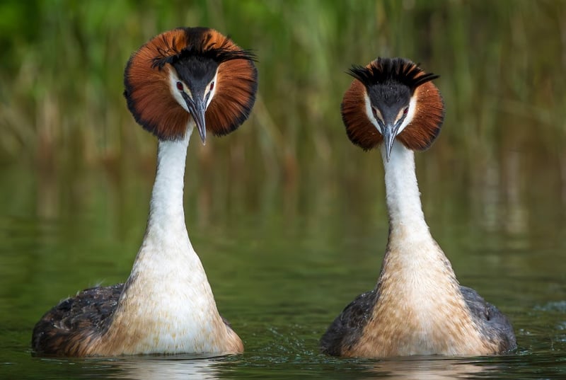 ‘Weird puking bird’ tops New Zealand’s avian beauty contest