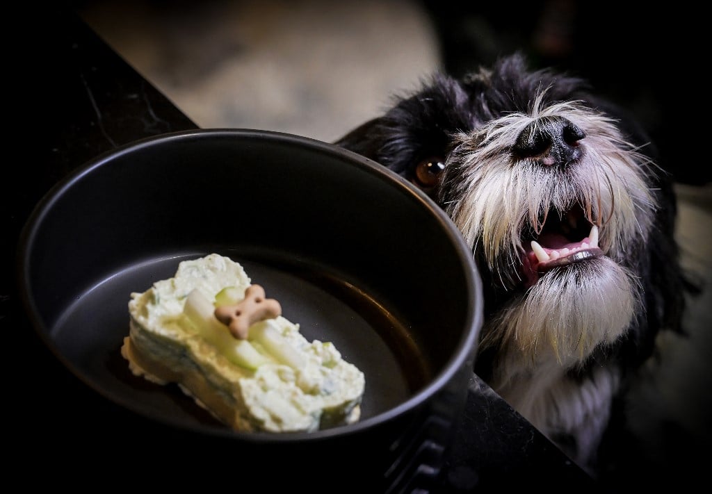 A dog named Pepe waits for a bone-shaped dessert served at the Fiuto restaurant in Rome on 21 November 2023. The Roman restaurant "Fiuto", in Ponte Milvio district, is the first in Italy to serve dogs, the section of the menu dedicated to them is spoiled for choice: from hake with ricotta and zucchini to minced chicken with puree and the Veggie bowl. (Photo by Tiziana FABI / AFP)
