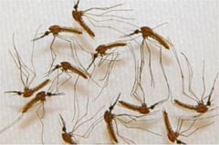 Palawan steps up efforts to eradicate malaria
