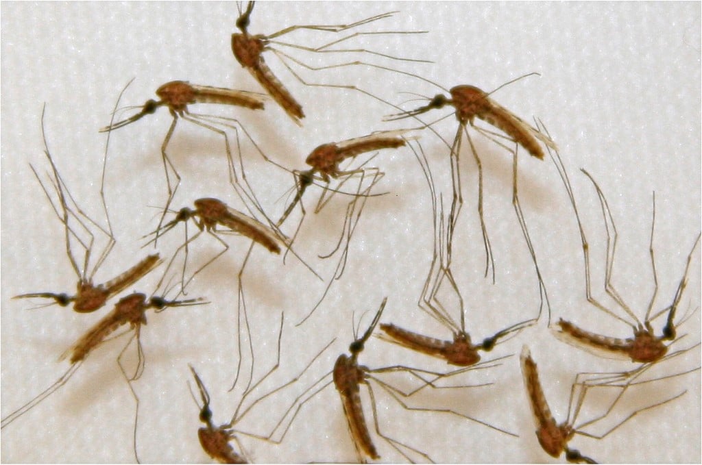 Palawan steps up efforts to eradicate malaria