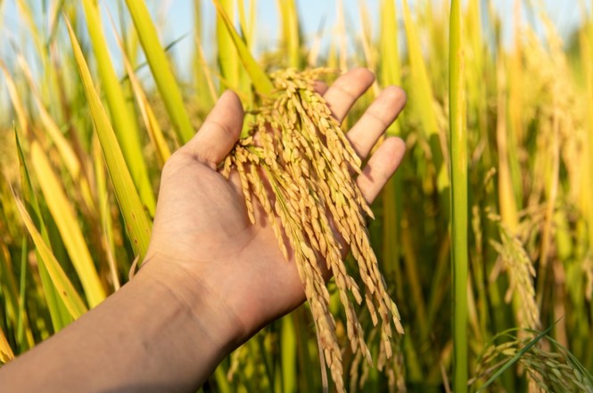 DA spox: Food inflation 'not alarming',  cost of rice to normalize come harvest season
