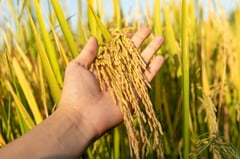 Nueva Ecija holds rice tech forum