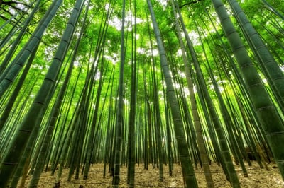 DENR boosts production of bamboo, native trees
