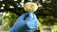 Australian woman charged with murder over mushroom meal deaths