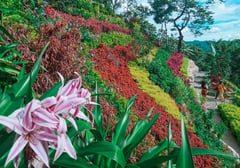 Cebu City cut flowers industry booming