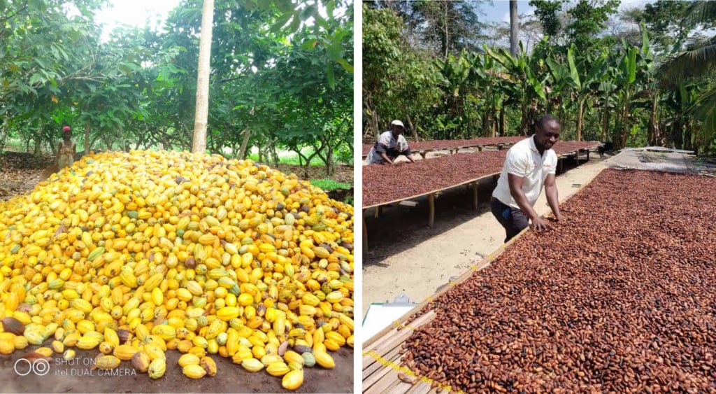 DA eyes 40% cacao production growth