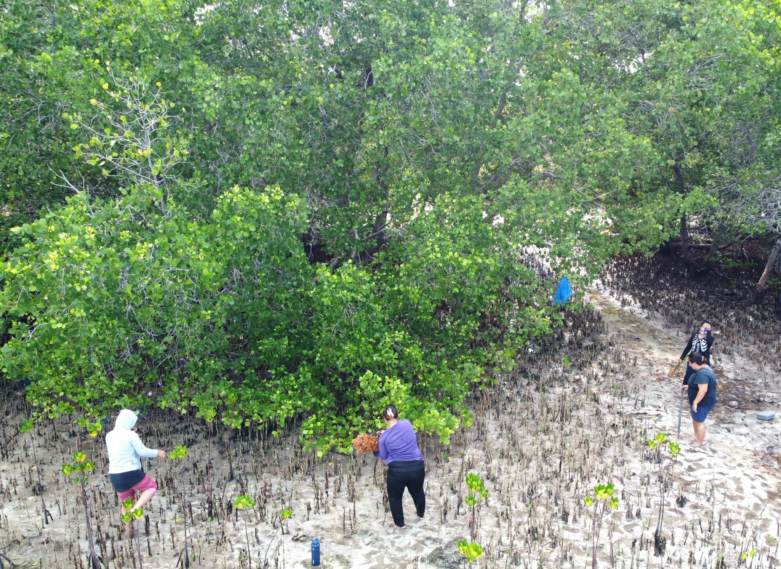 Restoring mangroves and coral reefs in Pujada Bay