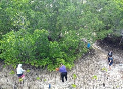 Restoring mangroves and coral reefs in Pujada Bay
