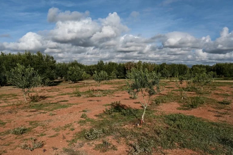Winter isn’t coming: climate change hits Greek olive crop