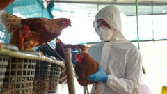 Cebu intensifies fight vs avian flu