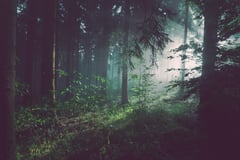 Forests could absorb much more carbon, but does it matter?