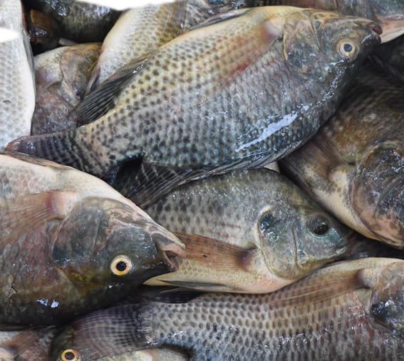 BFAR adapts to El Niño threat, implements mitigation measures