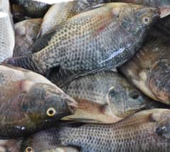 BFAR adapts to El Niño threat, implements mitigation measures