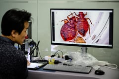 Mapping bedbugs: South Korean blockchain engineer fights infestation with data