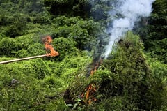 Police uproot weed on Christmas